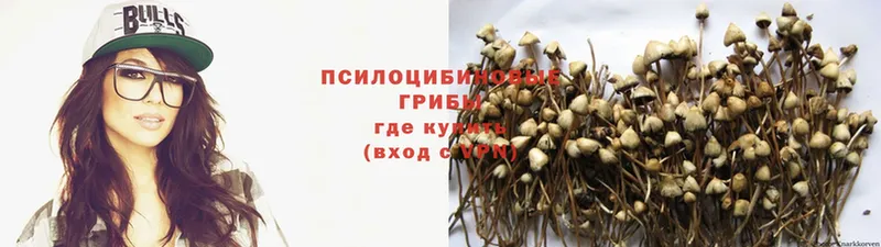 закладка  Волжск  Псилоцибиновые грибы Psilocybe 